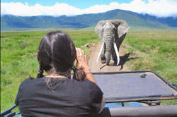 Young woman taking photo of African elephant in Ngorongoro Crater