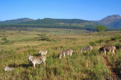 A herd of Zebra graze in a game park in Swaziland