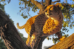 Closeup of Cheetah in a tree at the Namibia Cheetah Sanctuary