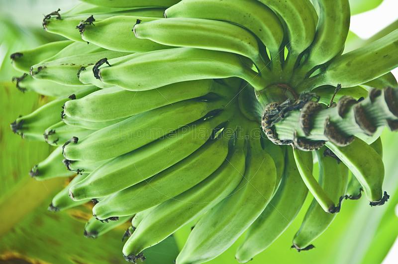 A hand of green bananas growing on a banana plant (Musa acuminata).