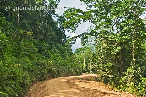 Trees and dense jungle border this dusty forest logging road.