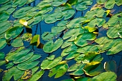 Green lily leaves cover a dark lake surface in evening light.