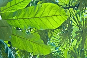Leaves of the African Corkwood or Umbrella Tree - Musanga cecrpioides - in Lope National Park.