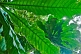 Image of Looking through a raft of green leaves in the dense jungle canopy.
