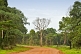 A red dirt logging road runs through dense forest and jungle.