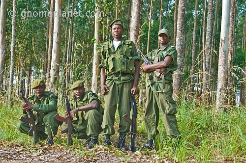 A squad of Angolan soldiers with assault rifles in eucalyptus plantation.