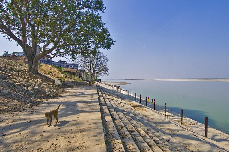 A monkey walks along deserted bathing ghats on the Saryu River.