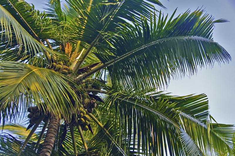 Closeup of coconut palm tree.
