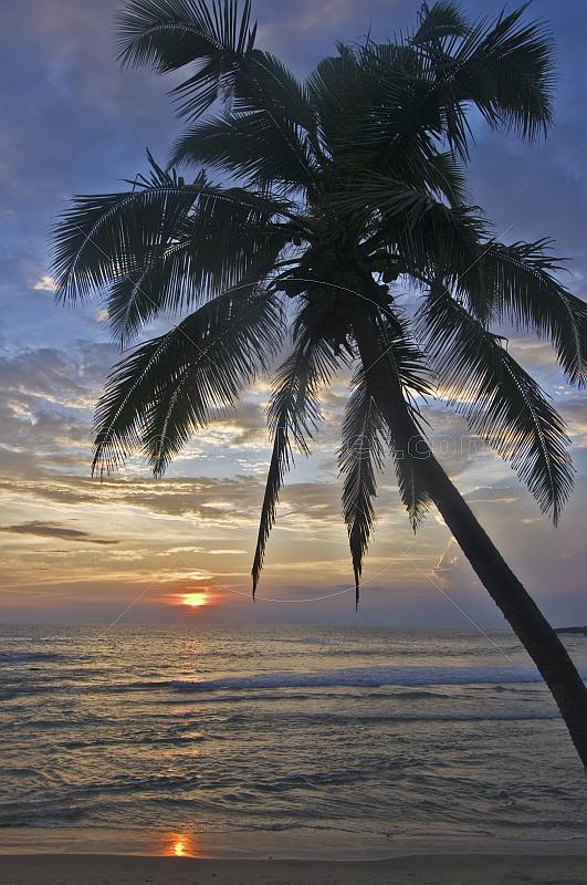 Coconut palm tree and waves at sunset.