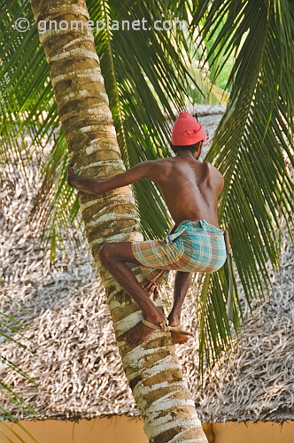 Indian man in lunghi climbs a coconut palm tree.