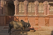 A Brahminy bull waits patiently for its breakfast in an alley of Bikaner's old quarter.