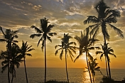 Sunset behind coconut palm trees over the Arabian Sea.