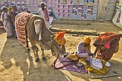 Cow With Extra Leg Is Honored By Village Woman at Kumbh Mela