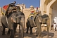 Image of Elephants walk down the ramp from the Amber Fort and the Amber Palace.