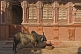 A Brahminy bull waits patiently for its breakfast in an alley of Bikaner's old quarter.