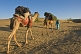 Image of A guide leads two trekking camels across the desert.