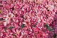 Image of Buckets of pink lotus flowers at the Mahabodhi Temple.