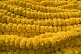 Image of Yellow floral garlands for the Mahabodhi Temple.