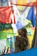 Image of A monkey eats a snack in front of colorful prayer flags at the Mahakala Temple on Observatory Hill.