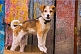 Image of Young guard dog tied to a painted fence.