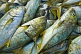Image of A jumble of freshly caught sea fish.