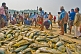 Image of Fishermen sort their catch on the beach.