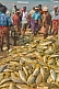 Image of Fishermen sort and grade their catch.