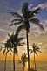 Image of Sunset behind coconut palm trees over the Arabian Sea.