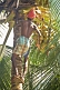 Image of Indian man in lunghi climbs a coconut palm tree.