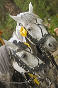 Two grey carriage horses near the Zenkov Cathedral.