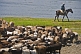 Shepherd on horseback drives his flock of sheep away from the Ertis River.