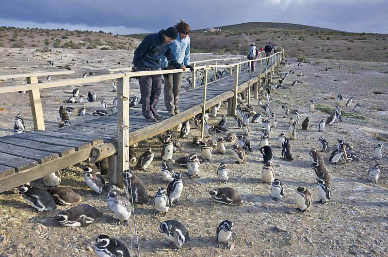 Tourists watch penguins at the Penguin Colony on the Bahia Camarones.