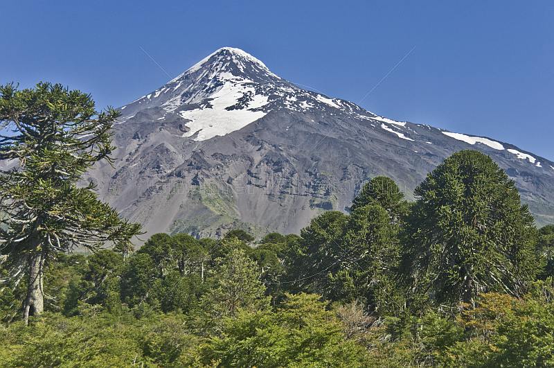 Forest of Monkey-puzzle Trees (Araucaria araucana) in front of the Lanin Volcano.