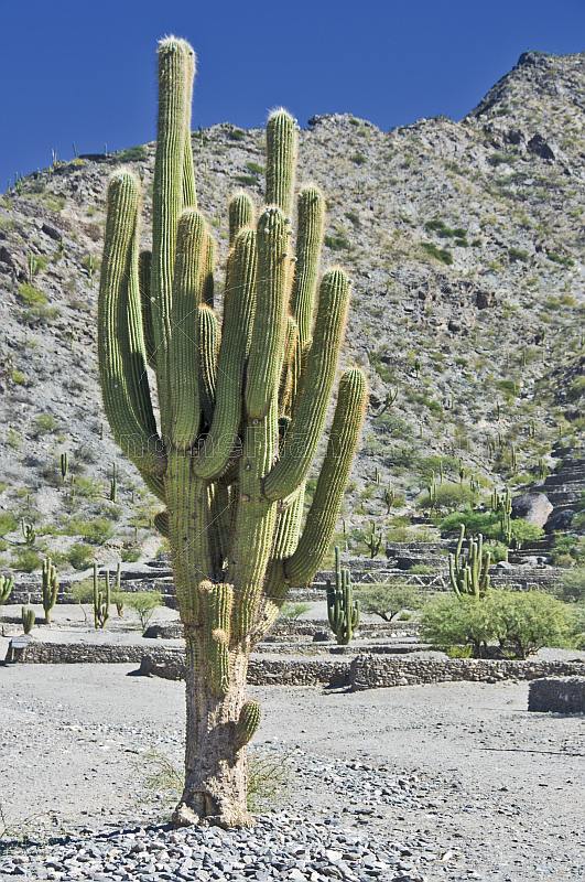 Large cacti at the Ciudad Sagrada de Los Quilmes.