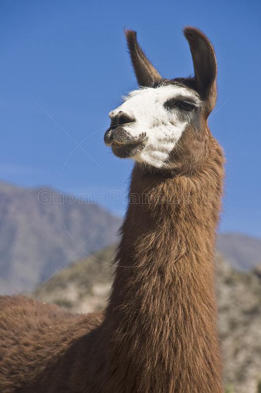 Llama head closeup with cacti background.
