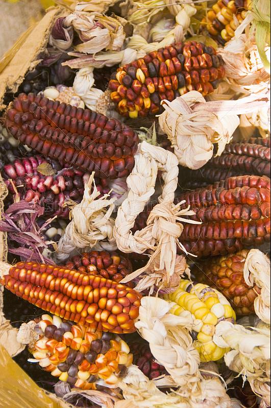 Colored corn maize cobs for sale on a souvenir stall.
