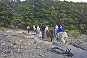 Trekking with llamas in the Parque Nacional Los Glaciares.