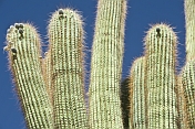 Large cacti at the Ciudad Sagrada de Los Quilmes.