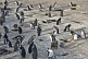 Penguin burrows at the Penguin Colony on the Bahia Camarones.