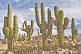 A stand of giant cacti at the Pucara Walled City Ruins.