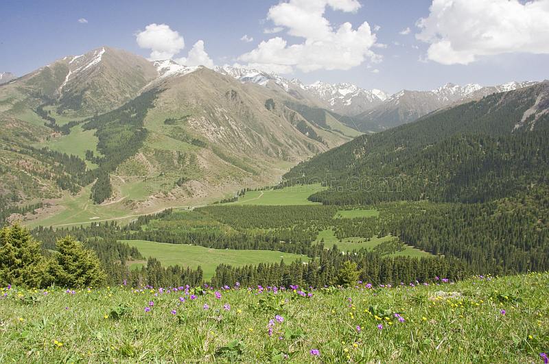 Forest, flowers, and green meadows amongst the snow-capped mountains of the Sarycat Ertas Nature Reserve.