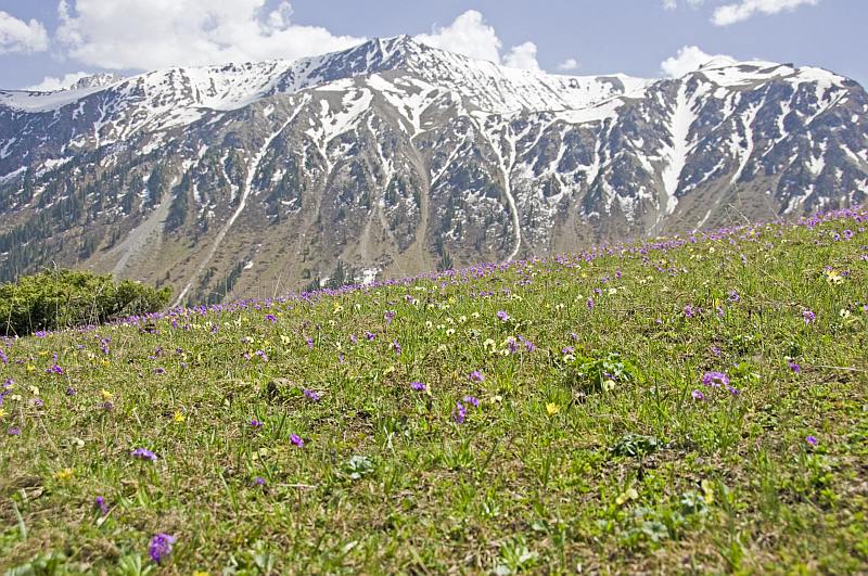 Purple flowers contrast the snow-capped mountains of the Sarycat Ertas Nature Reserve.