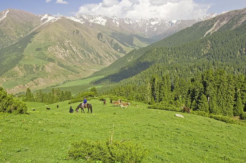 A Kyrgyz horseman waits with his farmer friend as his cattle crop the grass of the Altyn Arashan Mountains.