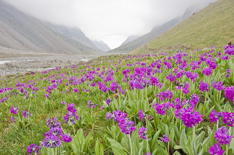 Purple flower-filled meadows border the Ala-Archa River and the Alatau Mountain Valley.