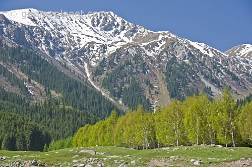 Trees and snow-capped mountains of the Sarycat Ertas Nature Reserve.