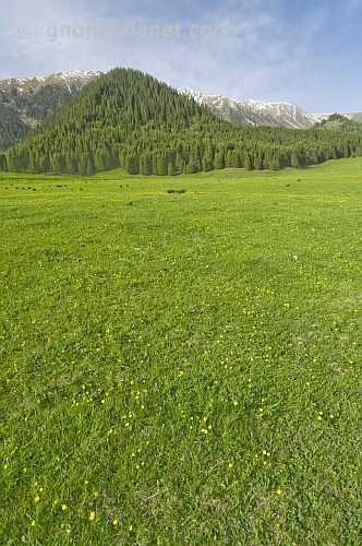 Flower-filled meadows of the Sarycat Ertas Nature Reserve lead through thick pine forests to the snow-capped Mountains of Altyn Arashan.