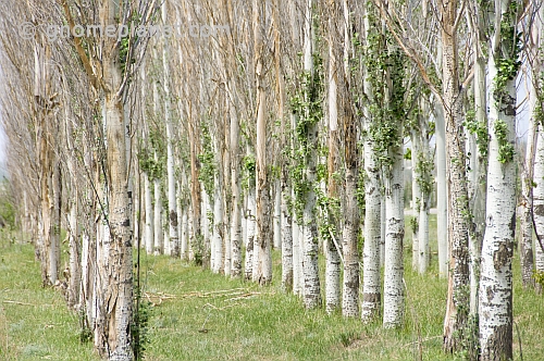 Three lines of Poplar trees near the Ala-Archa Canyon, south of Bishkek.