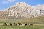 Horses grazing the sparce grass of the At-Bashy Range, on the road to the Torugart Pass to China.