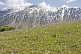 Image of Purple flowers contrast the snow-capped mountains of the Sarycat Ertas Nature Reserve.