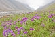 Image of Purple flower-filled meadows border the Ala-Archa River and the Alatau Mountain Valley.